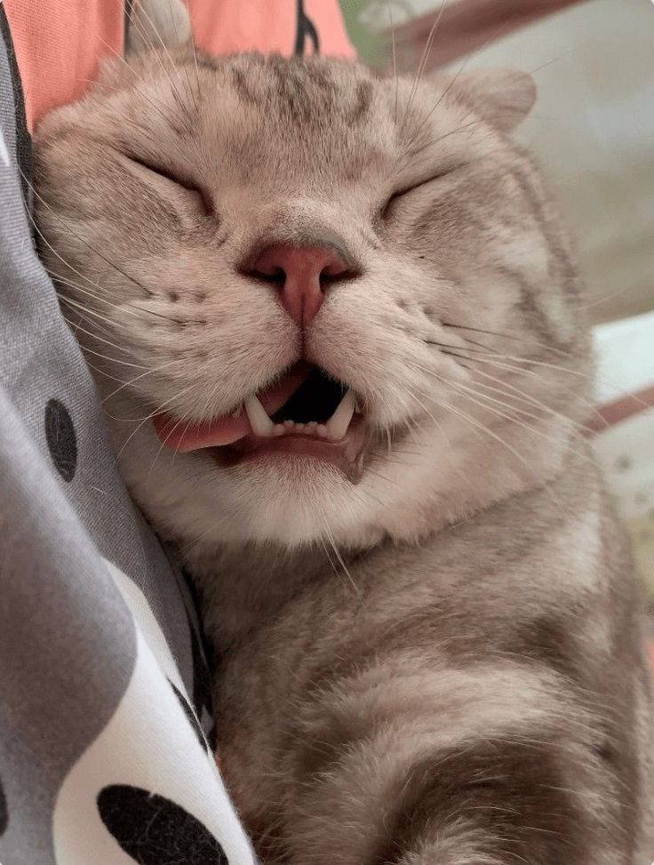 고양이 원본 476