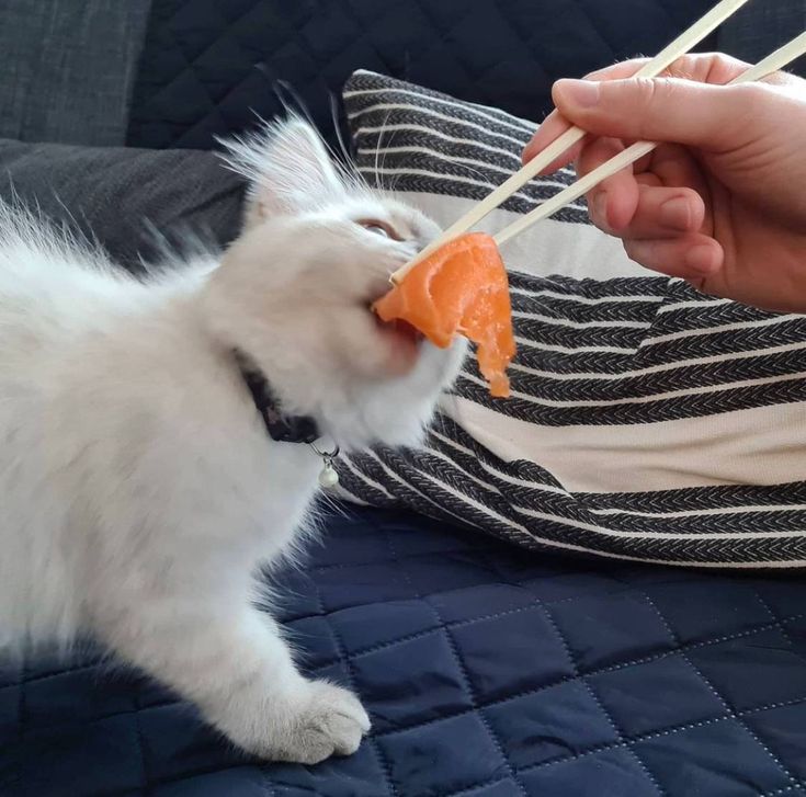 고양이 원본 356