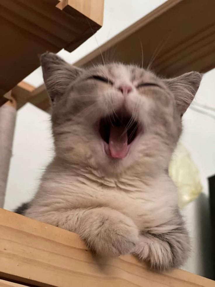 고양이 원본 472