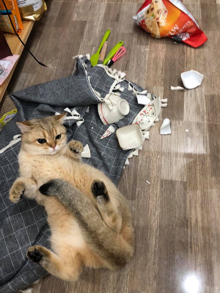 고양이 원본 100