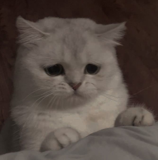 고양이 원본 351