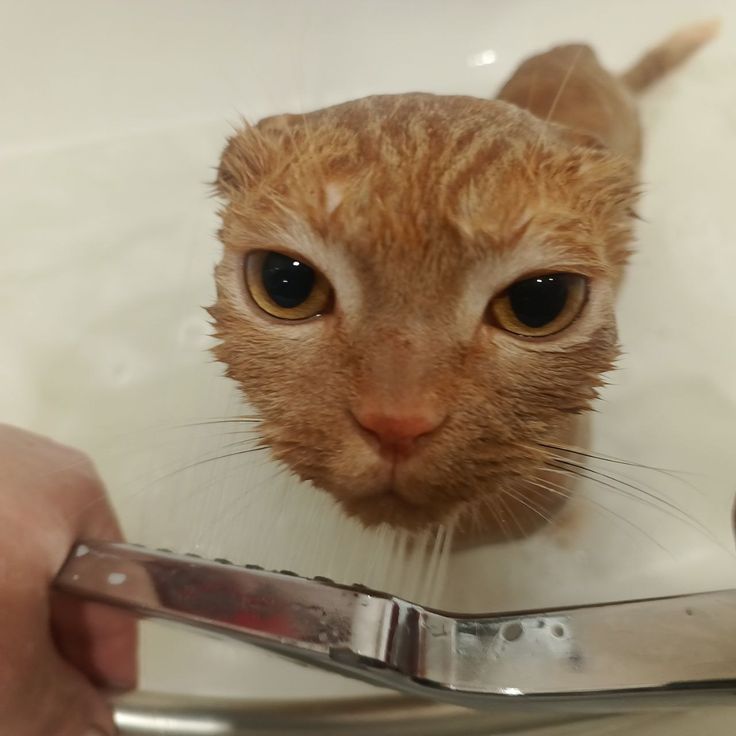 고양이 원본 288