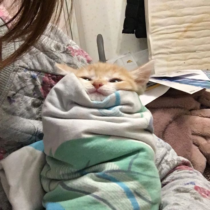 고양이 원본 175