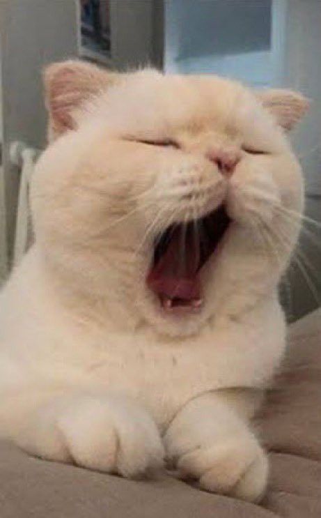 고양이 원본 235