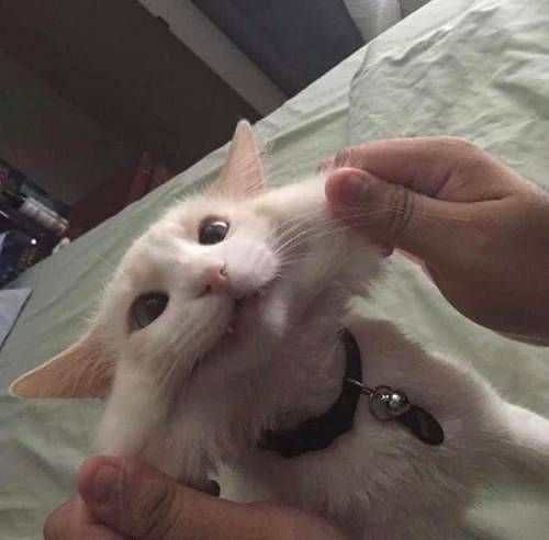 고양이 원본 185