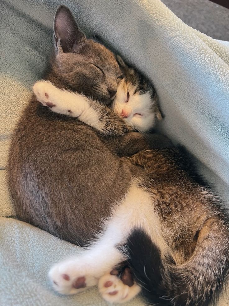 고양이 원본 350