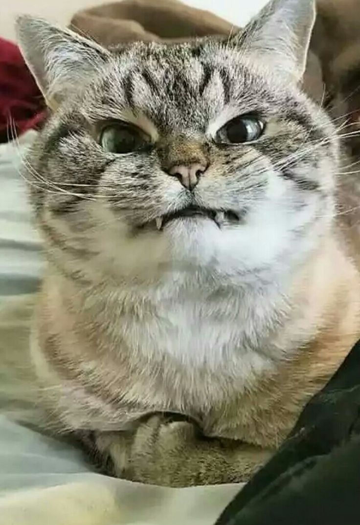 고양이 원본 436