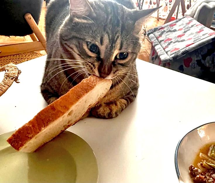 고양이 원본 283