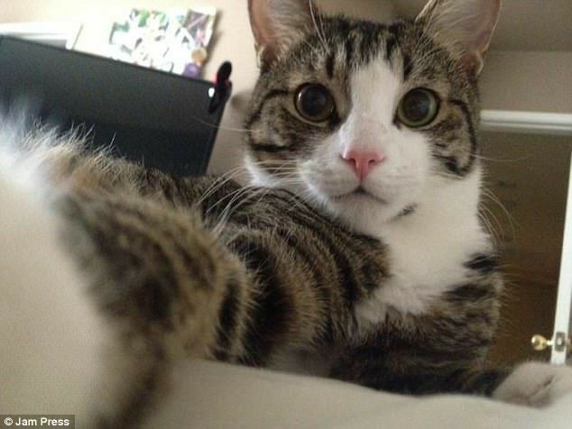 고양이 원본 685