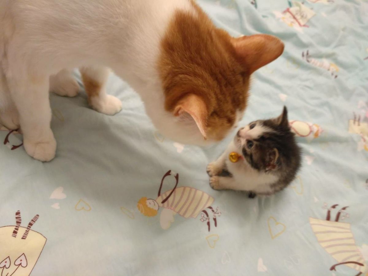 고양이 원본 604