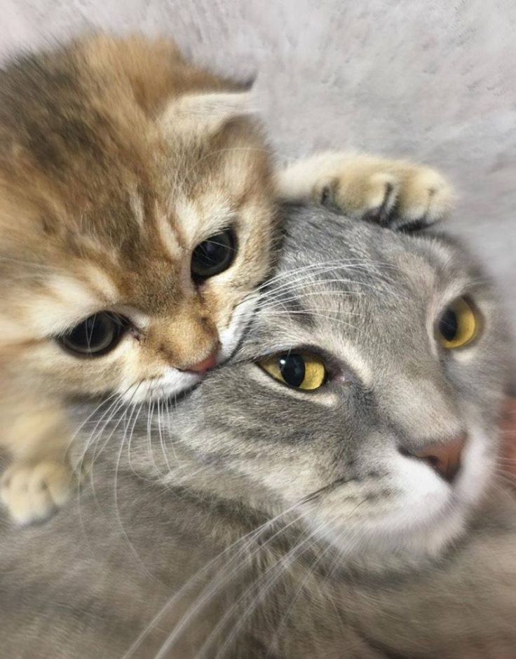 고양이 원본 657