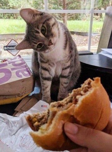 고양이 원본 346