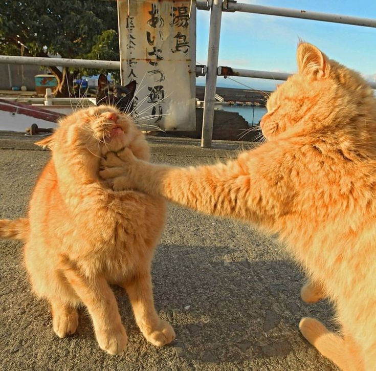 고양이 원본 013