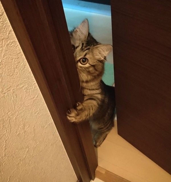 고양이 원본 442