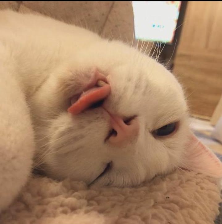 고양이 원본 483