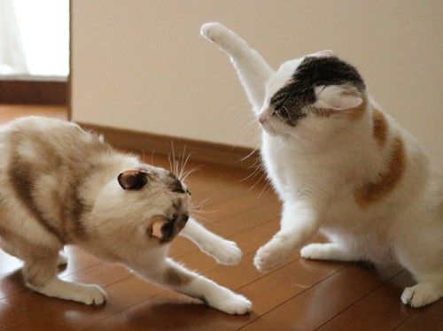 고양이 원본 632