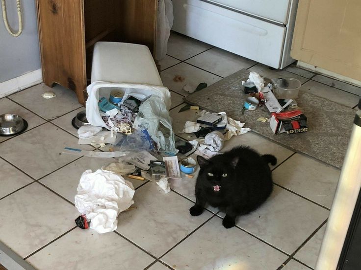 고양이 원본 486