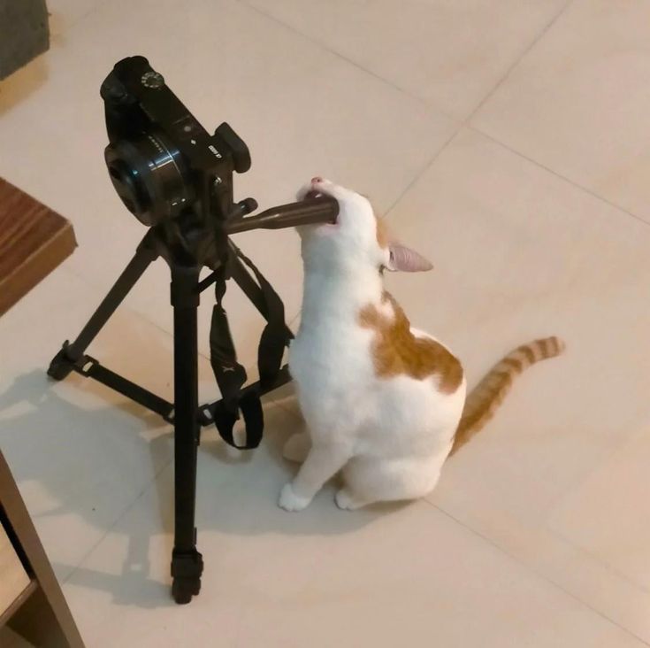 고양이 원본 702