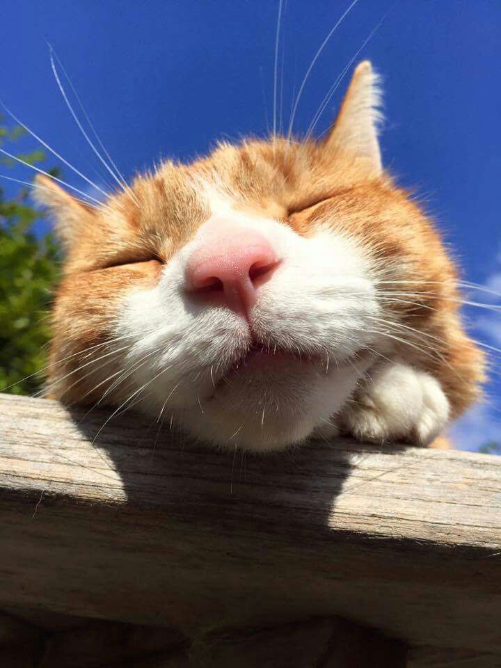 고양이 원본 675