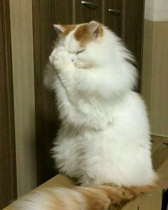 고양이 원본 522