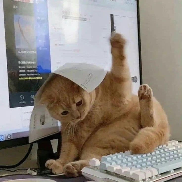 고양이 원본 254