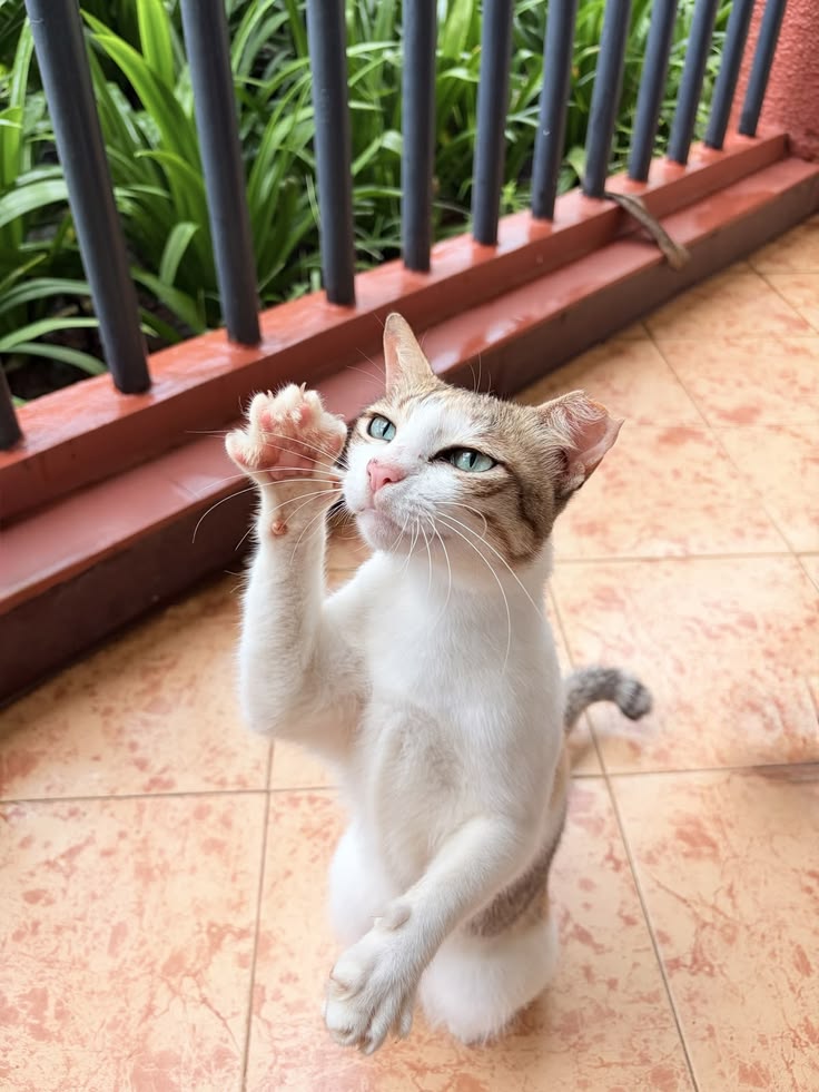 고양이 원본 133