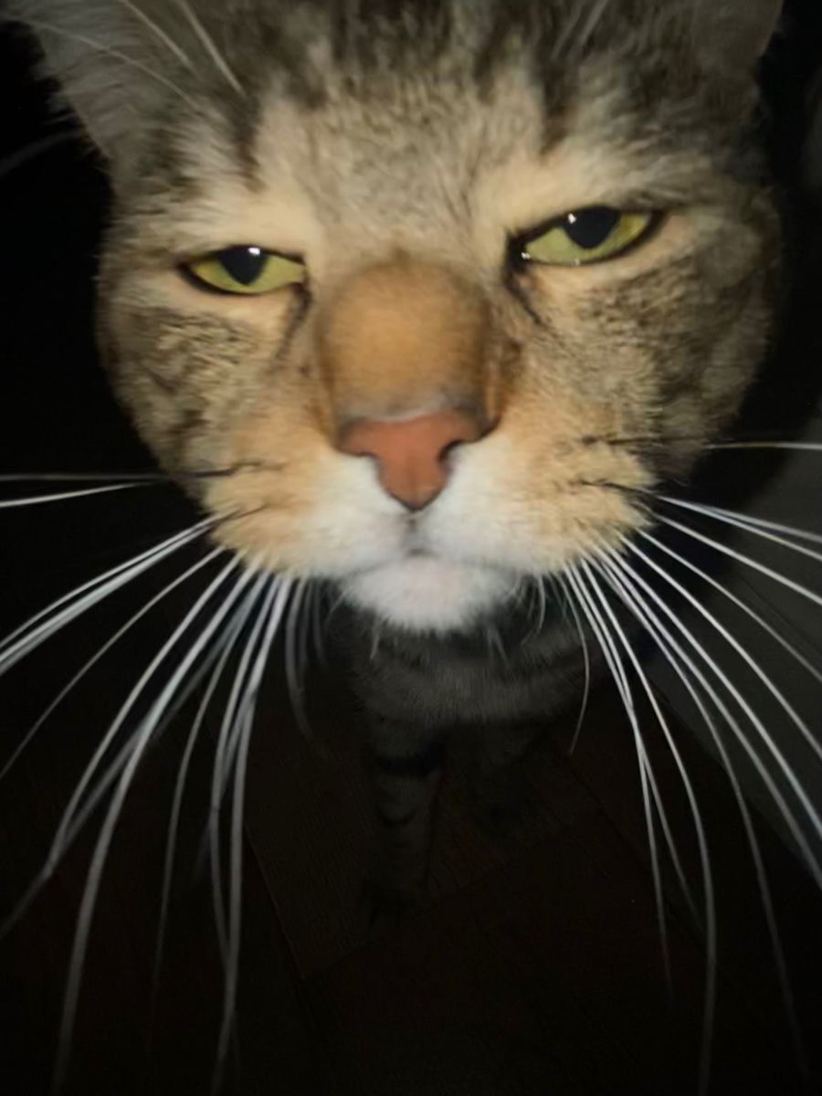 고양이 원본 520