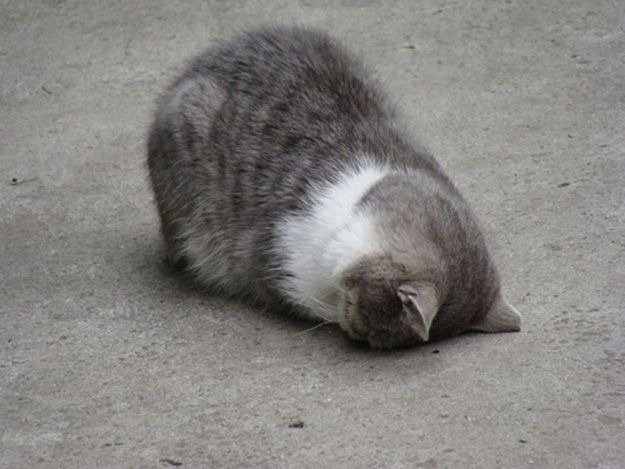 고양이 원본 047