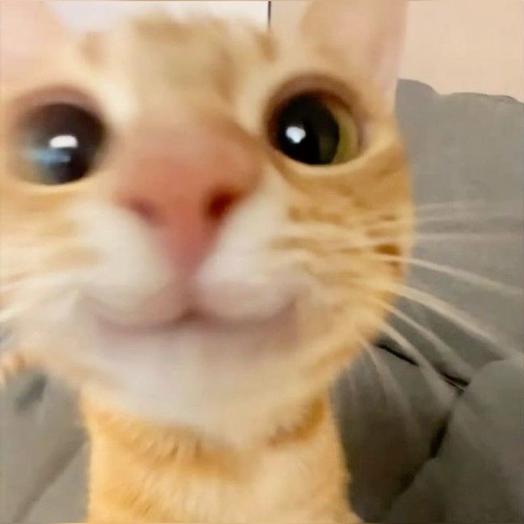 고양이 원본 337