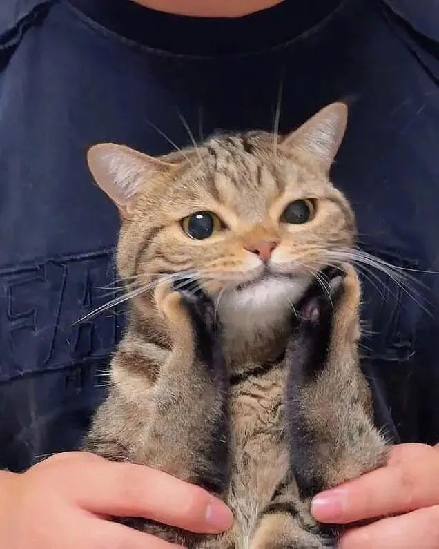 고양이 원본 365