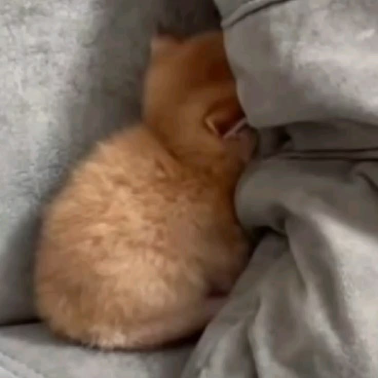 고양이 원본 615