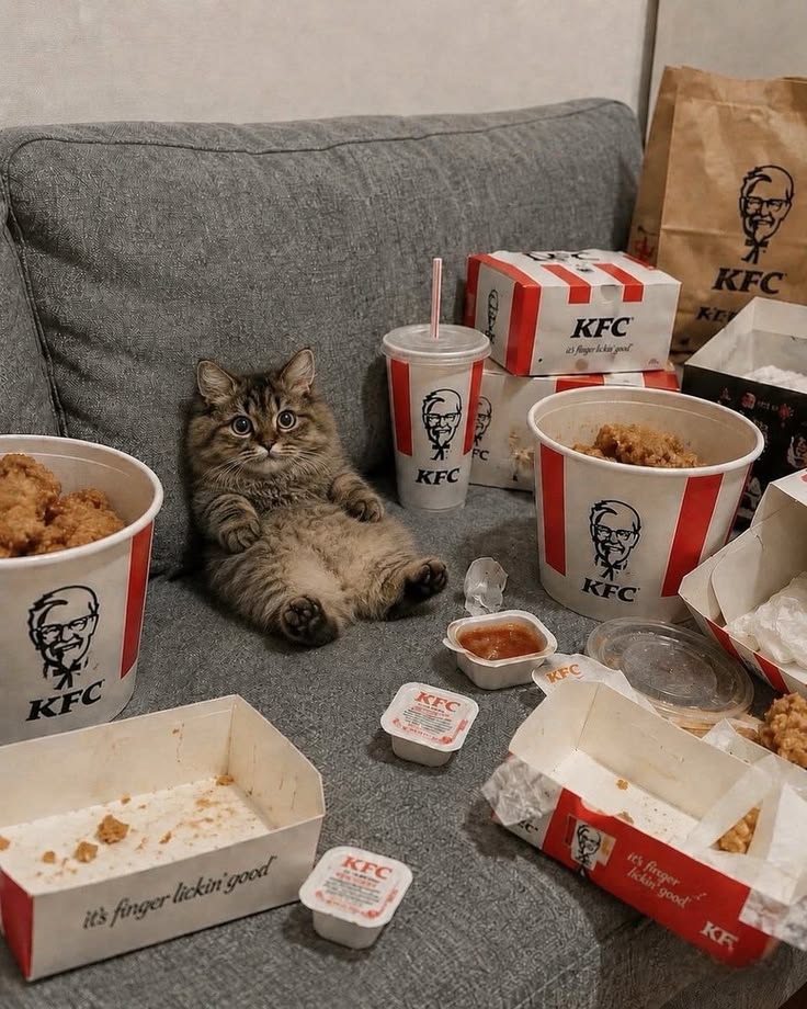 고양이 원본 170