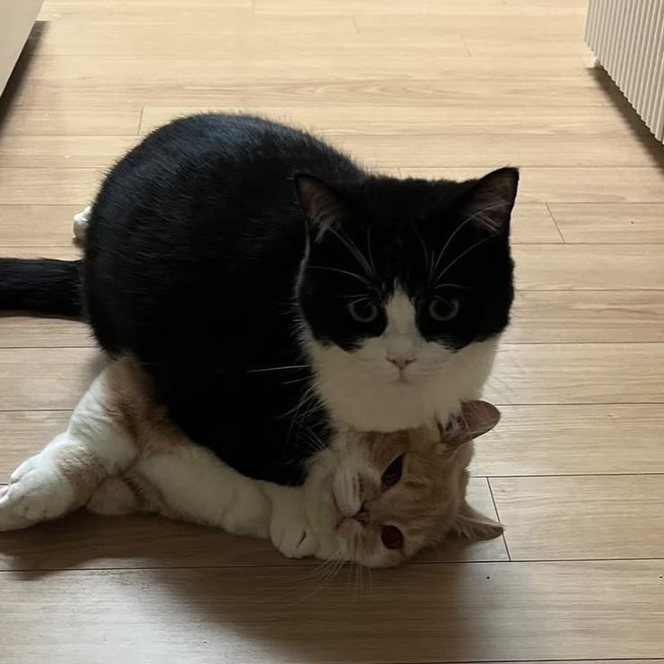 고양이 원본 478