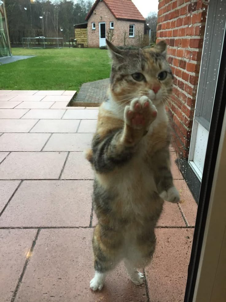 고양이 원본 082