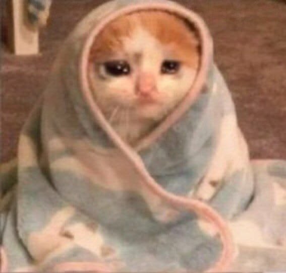 고양이 원본 226