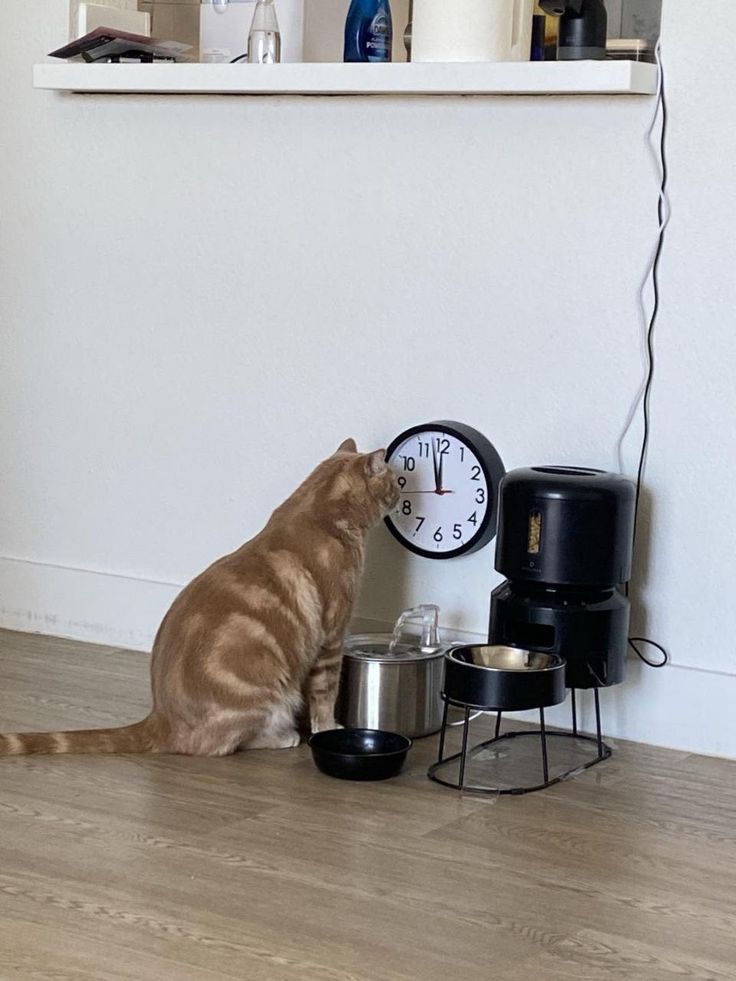 고양이 원본 457