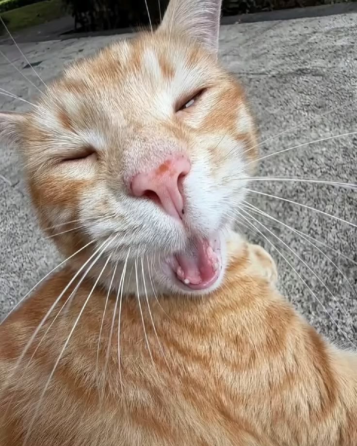 고양이 원본 467