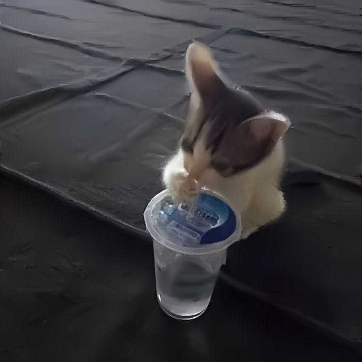 고양이 원본 317