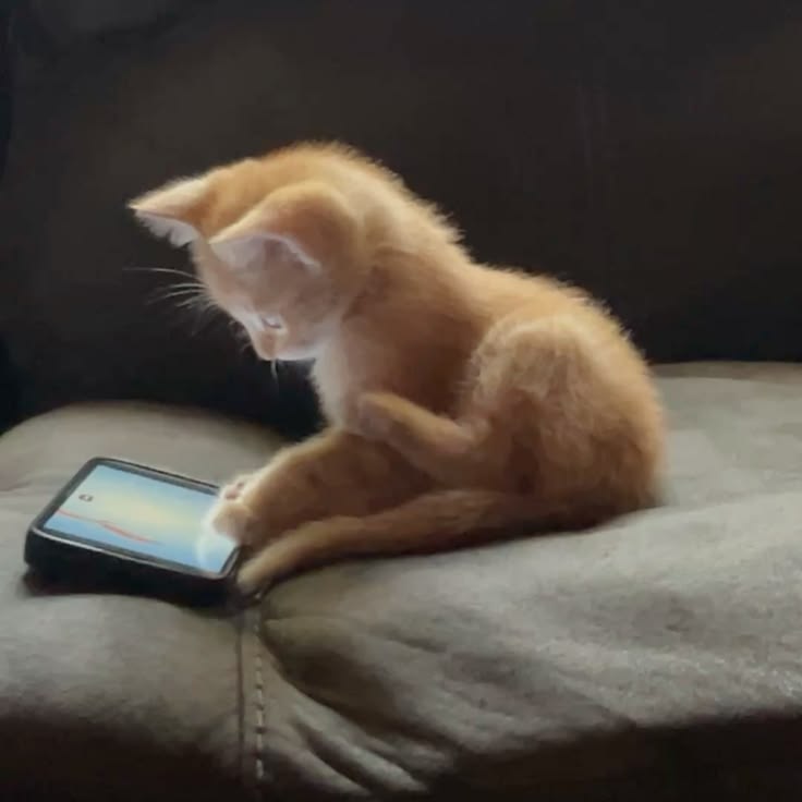 고양이 원본 603