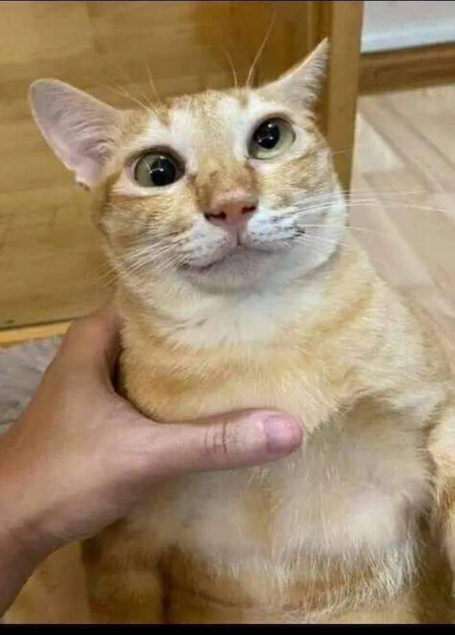 고양이 원본 076