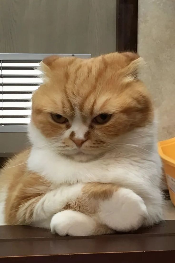 고양이 원본 310