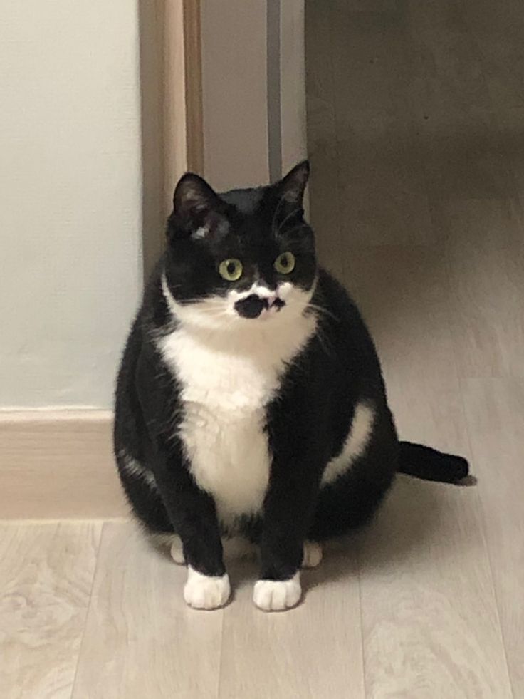 고양이 원본 713