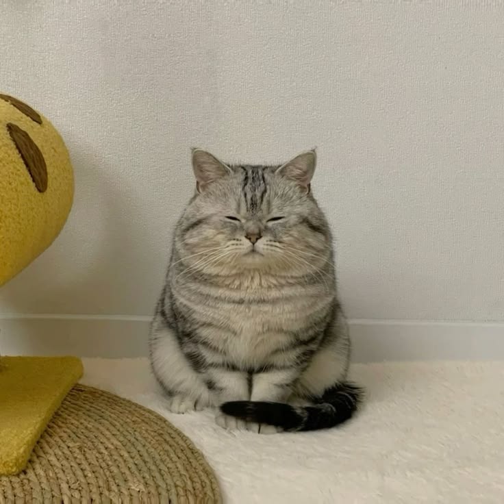 고양이 원본 691