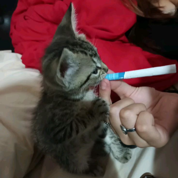 고양이 원본 625