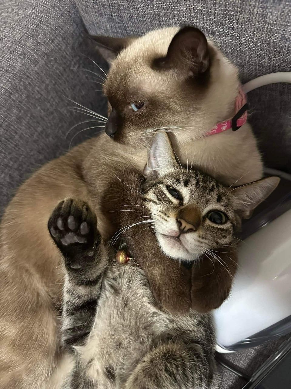 고양이 원본 562