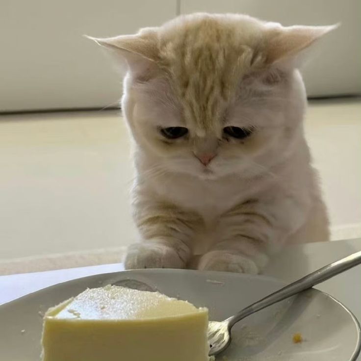고양이 원본 458