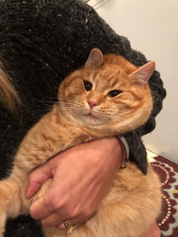 고양이 원본 129