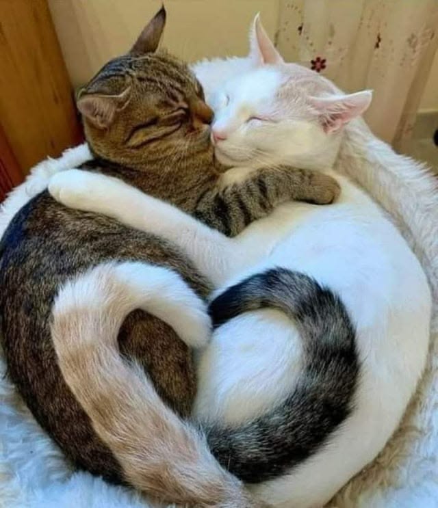 고양이 원본 106