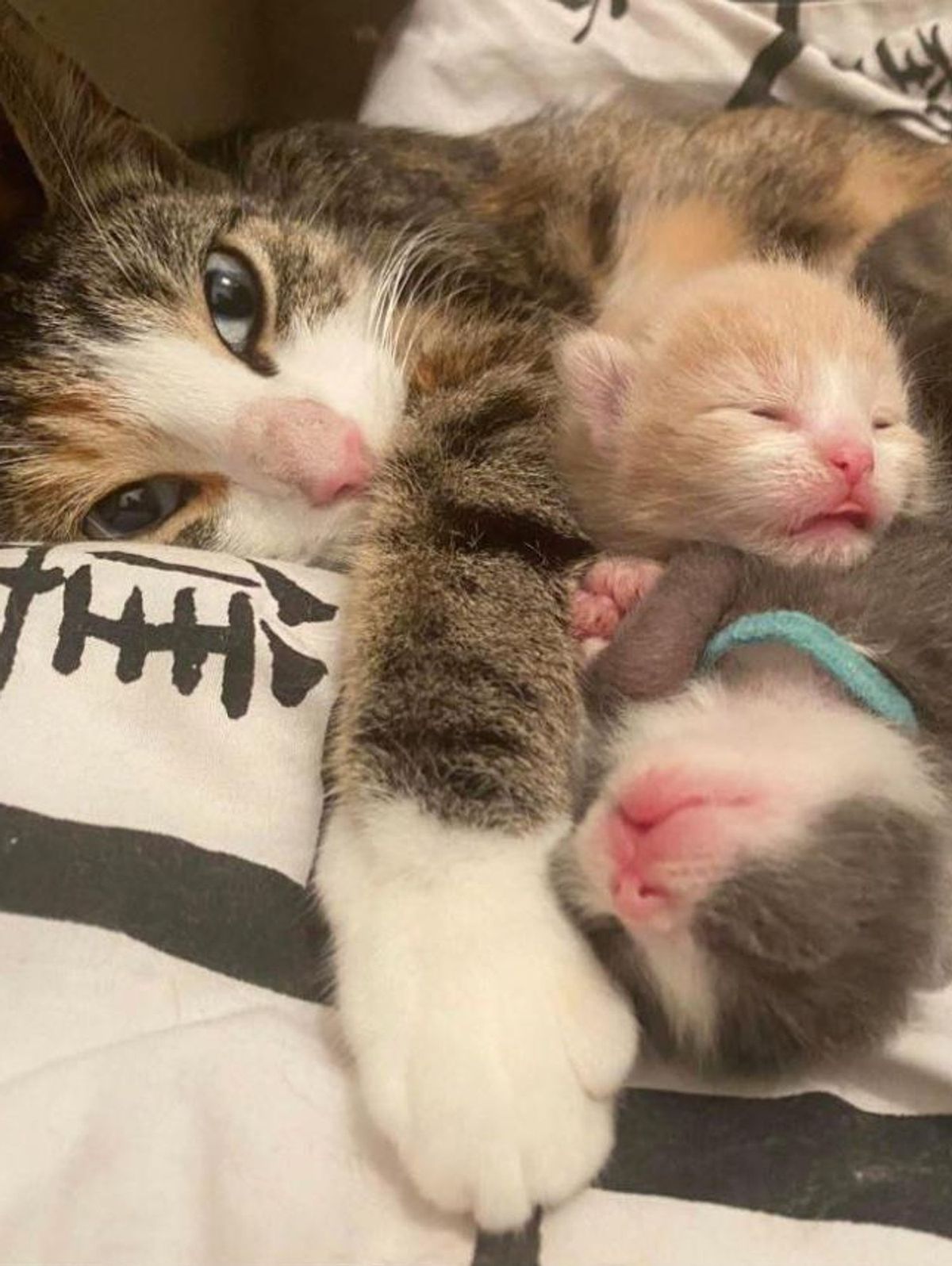 고양이 원본 542