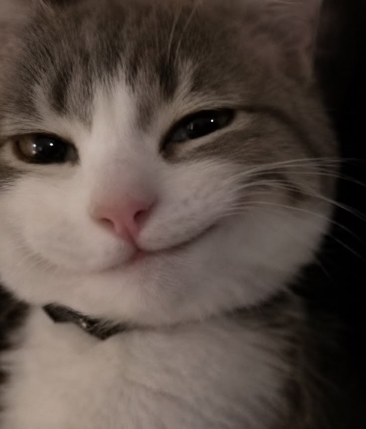 고양이 원본 571